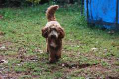 image-81